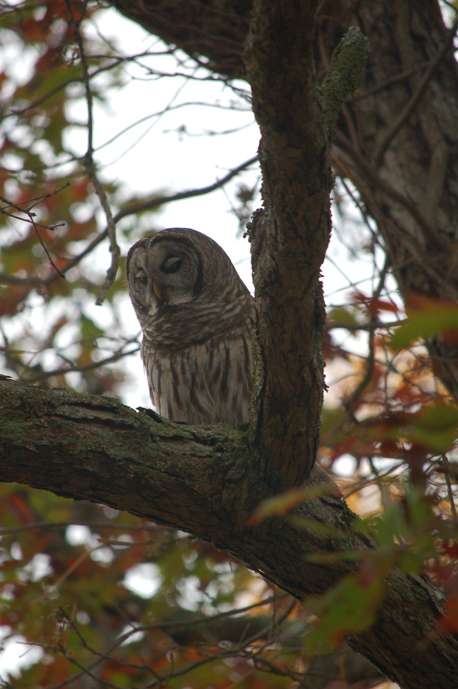 I encountered this barred owl perched along a roadway in Shohola, PA. You can practice safe social distancing from the comfort of your car while helping to monitor winter raptor populations by conducting roadside surveys through Monday, February 8. Visit www.pabirds.org/index.php/projects/winter-raptor-survey-wrs for more information.